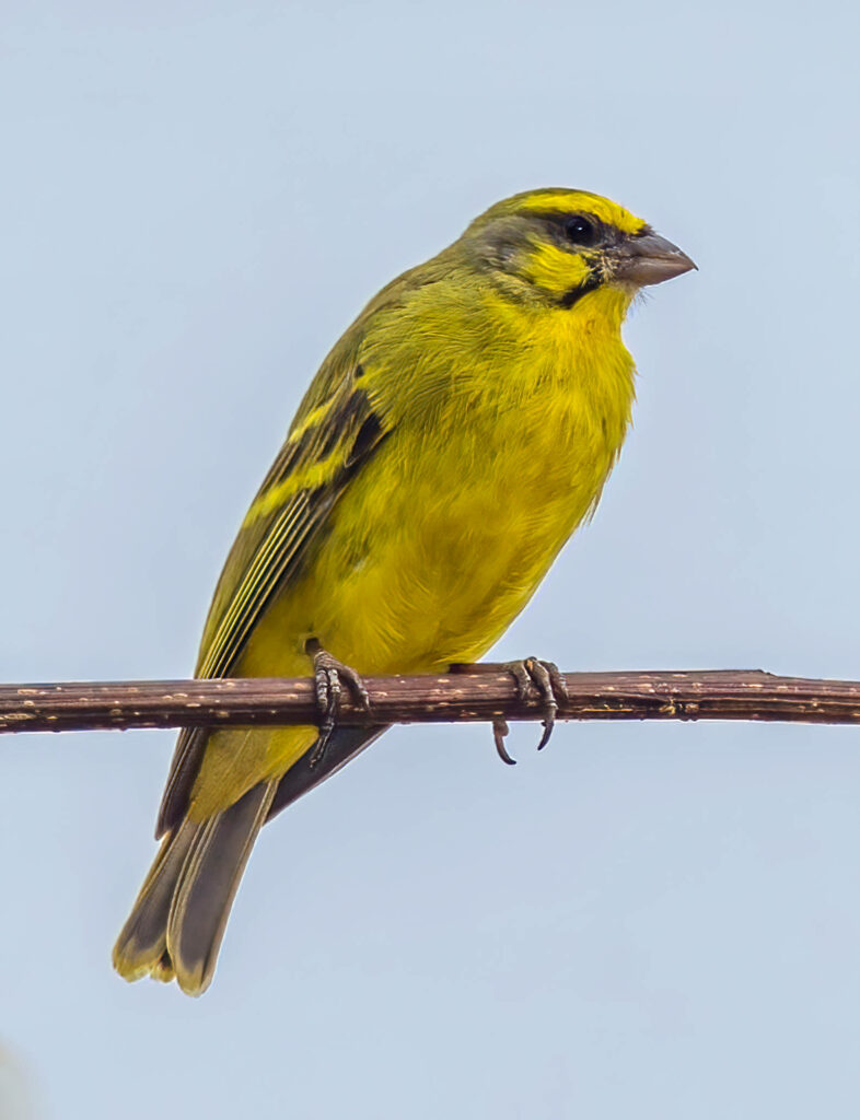 Vibrant Yellow Canary on Branch - Bright Bird Wallpaper Background