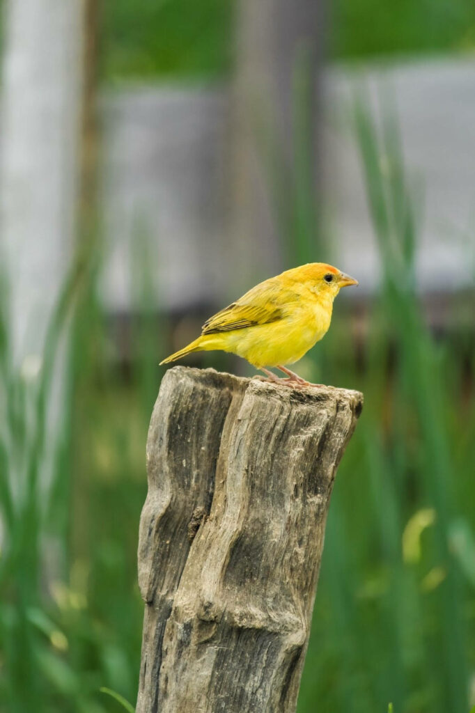 Vibrant Yellow Canary on Rustic Log Amid Lush Greenery Background Wallpaper