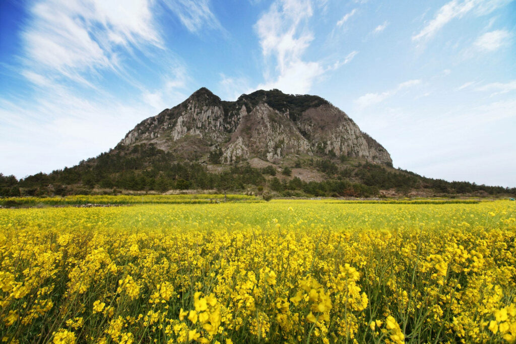 Vibrant Canola Flower Field Landscape Wallpaper with Mountain View
