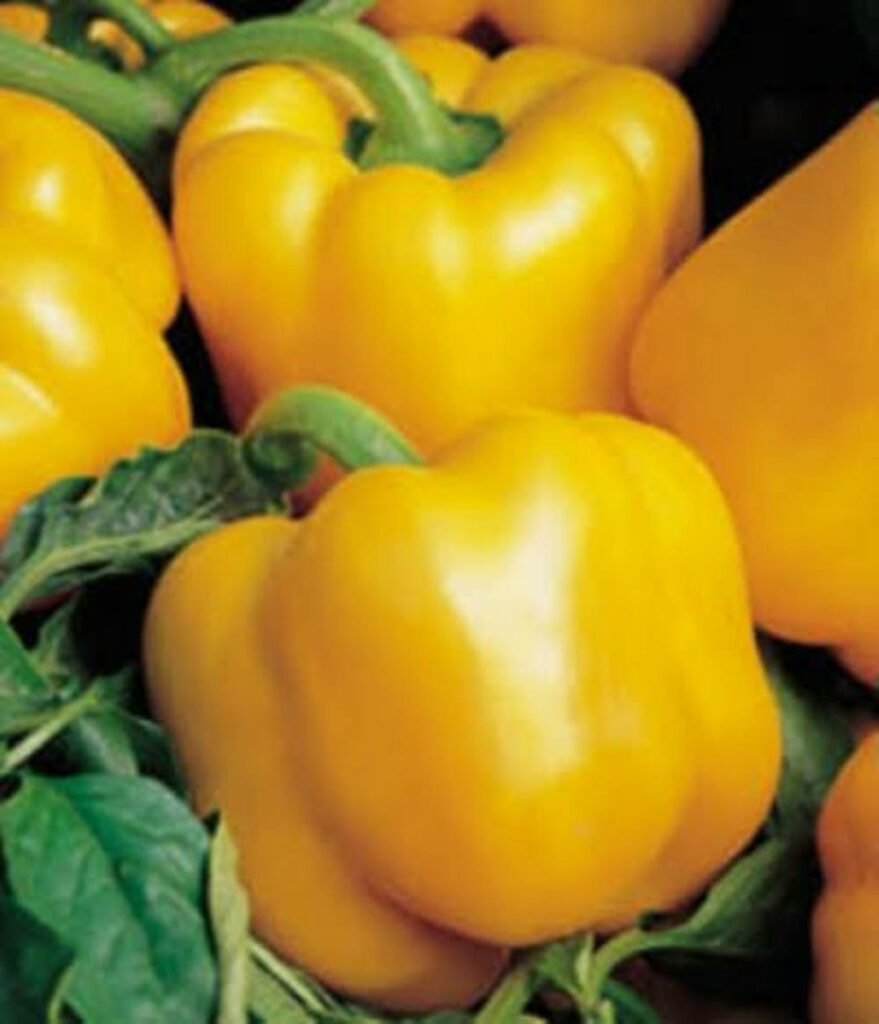 Vibrant Yellow Capsicum Close-Up: Glossy Texture Wallpaper Background