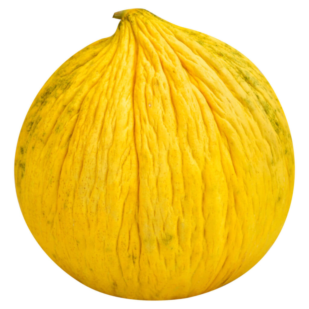 Vibrant Yellow Casaba Melon Wallpaper: Minimalist Texture Design