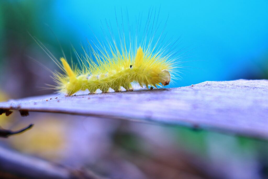 Vibrant Yellow Caterpillar Close-Up on Twig - Nature Wallpaper