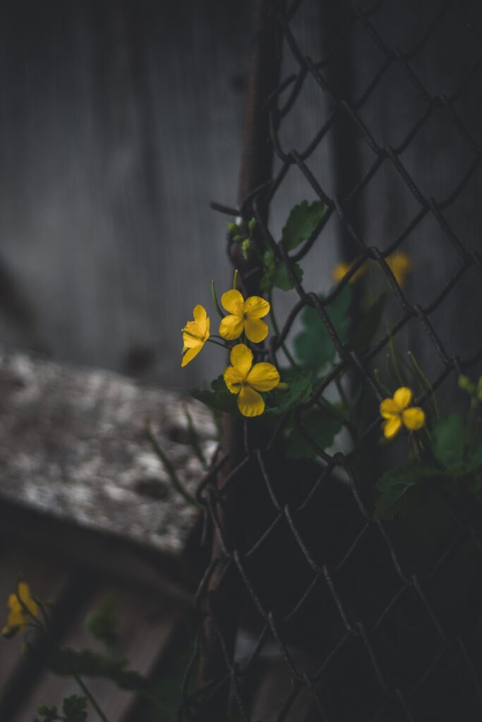 Vibrant Yellow Celandine Flowers Wallpaper with Rustic Mesh Fence