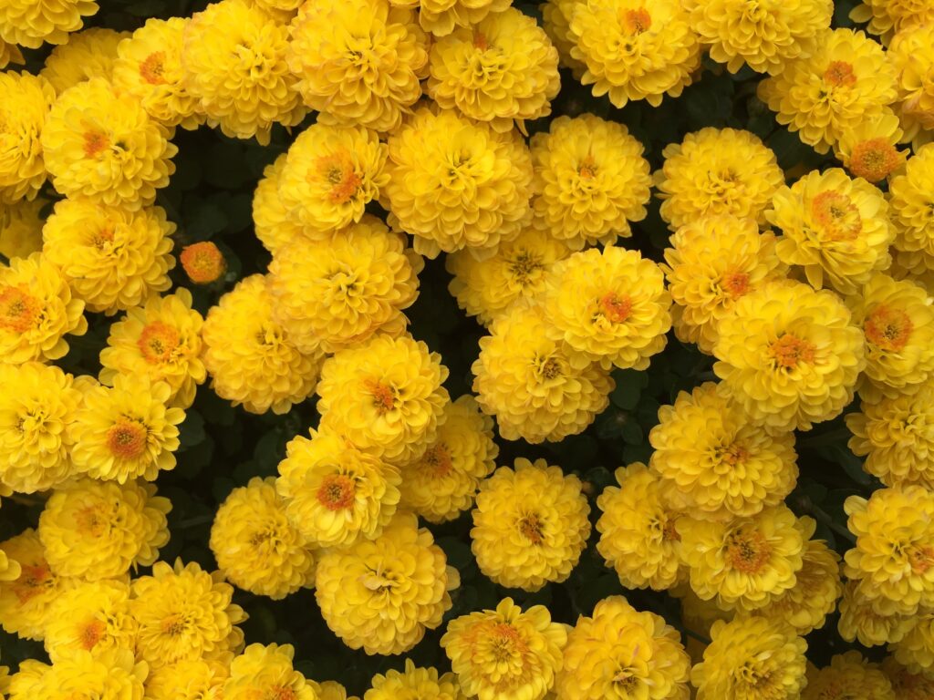Vibrant Yellow Chrysanthemum Floral Wallpaper Background Design