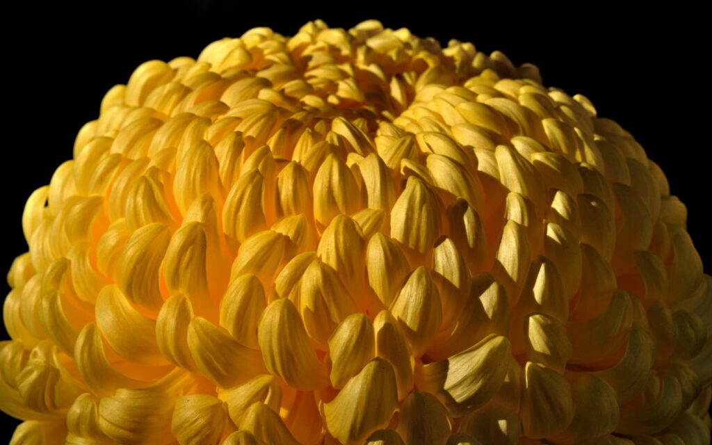 Vibrant Yellow Chrysanthemum Close-Up: Dark Background Wallpaper
