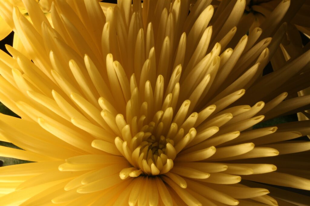 Vibrant Yellow Chrysanthemum Macro Wallpaper - Stunning Floral Background
