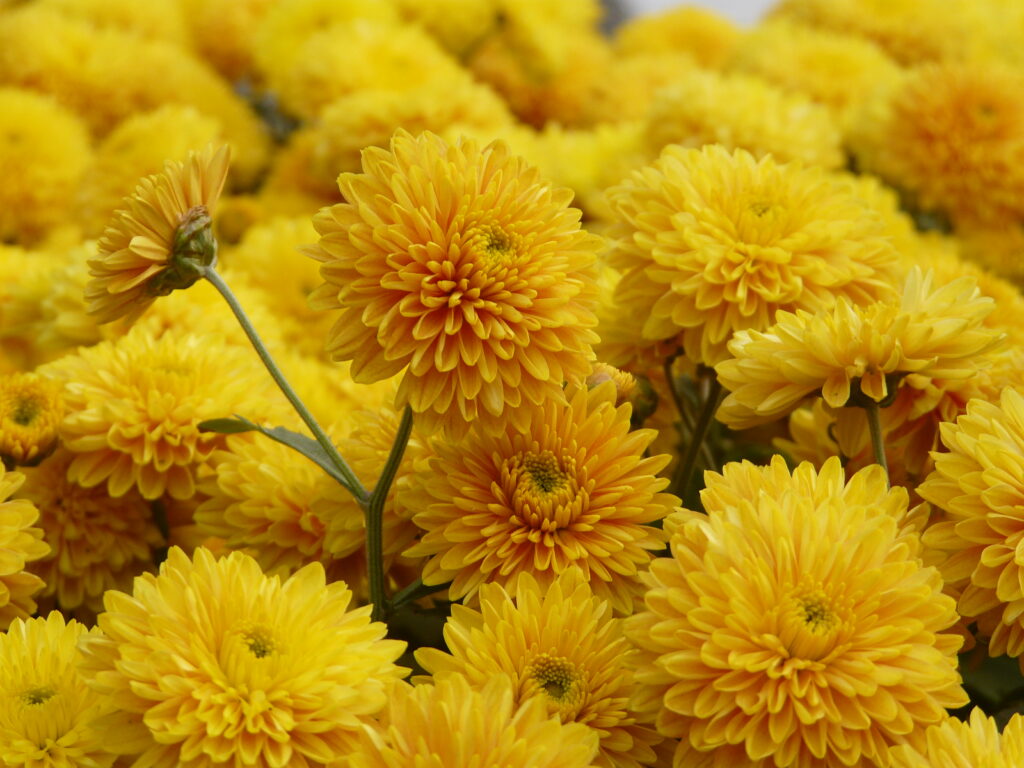 Vibrant Yellow Chrysanthemum Wallpaper: Cheerful Floral Background