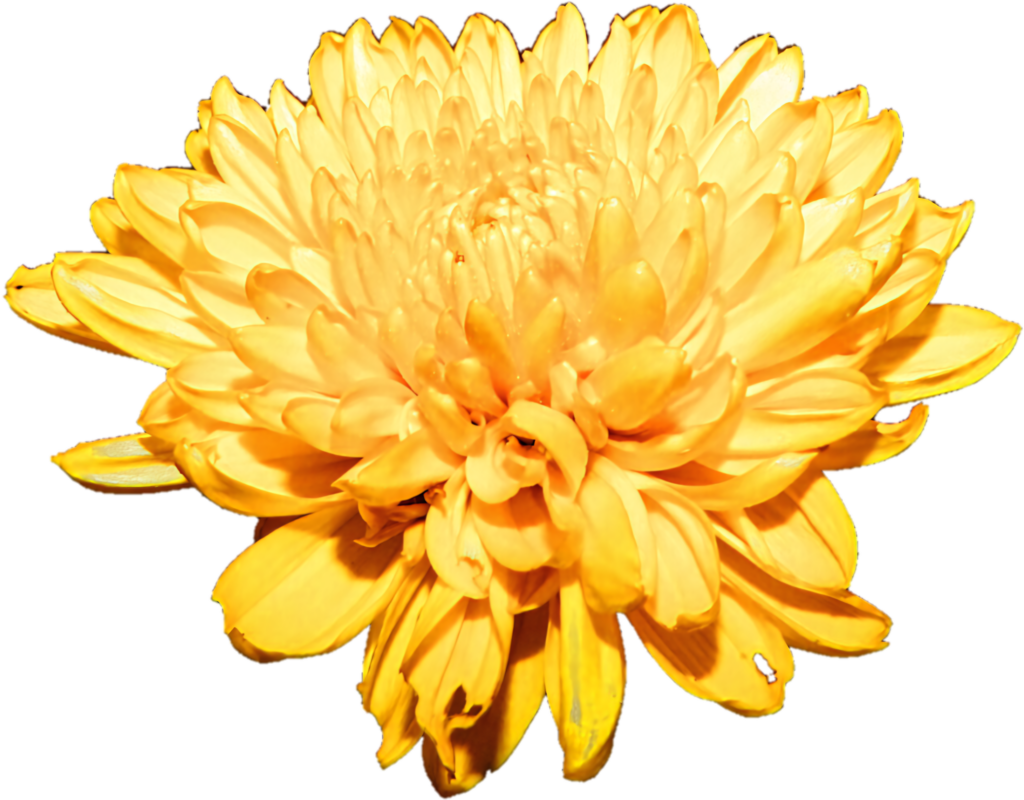 Vibrant Yellow Chrysanthemum Flower PNG Background - Cheerful & Bright Wallpaper