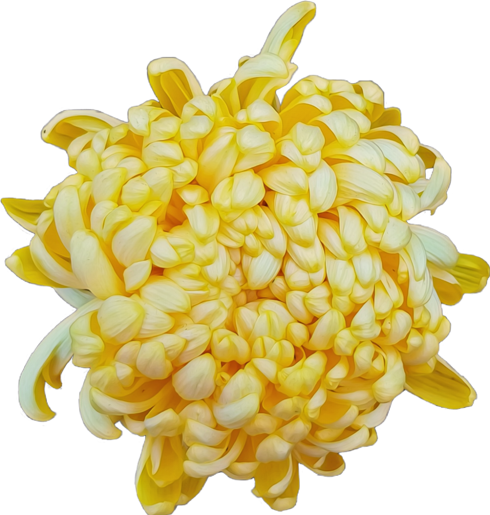 Vibrant Yellow Chrysanthemum Wallpaper PNG for Creative Designs