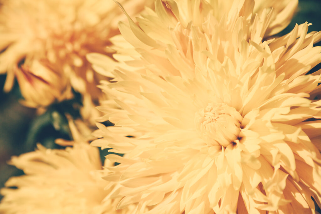 Bright Yellow Chrysanthemum Wallpaper: Cheerful Floral Background