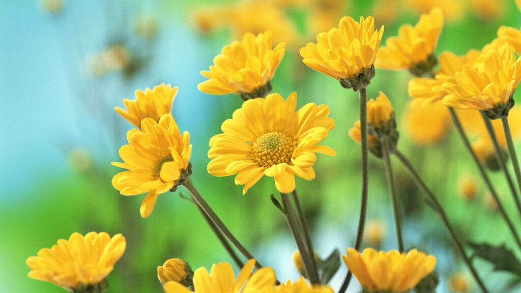 Vibrant Yellow Chrysanthemum Wallpaper: Cheerful Floral Background