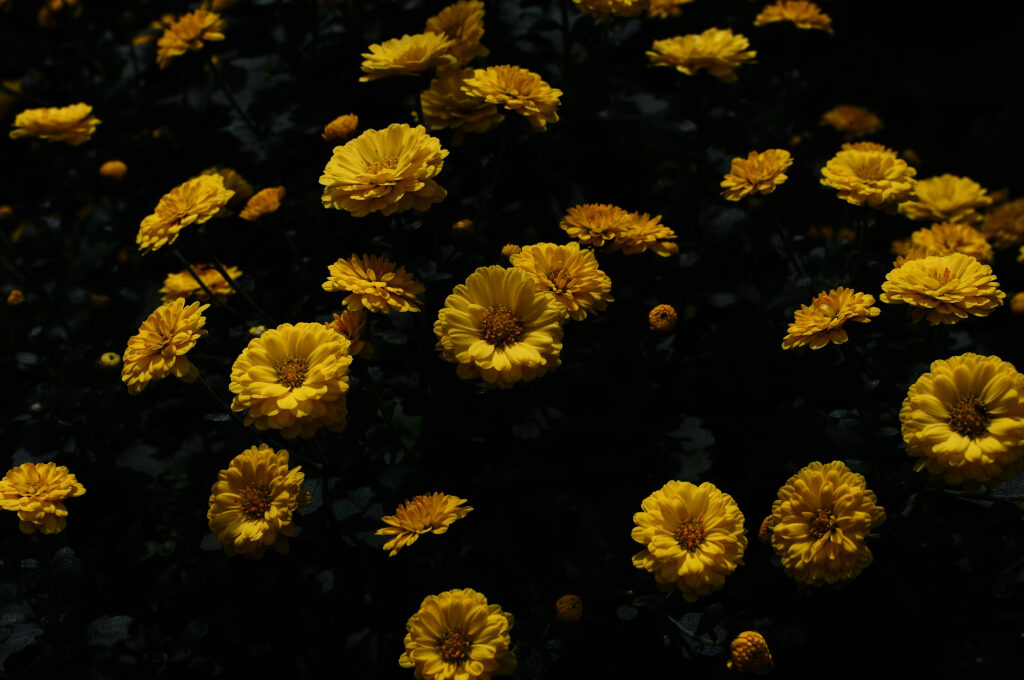 Vibrant Yellow Chrysanthemum Wallpaper on Dark Background