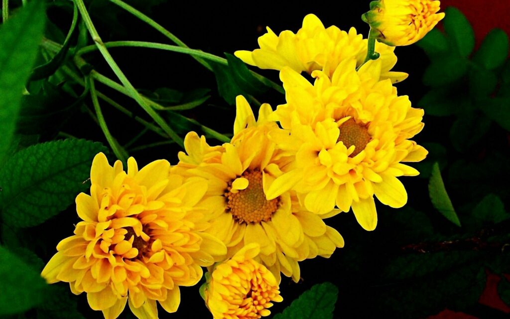 Vibrant Yellow Chrysanthemums on Dark Background - Lively Wallpaper
