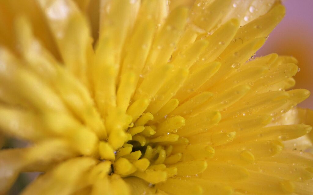 Vibrant Yellow Chrysanthemum Wallpaper with Dewdrops - Close-Up Beauty