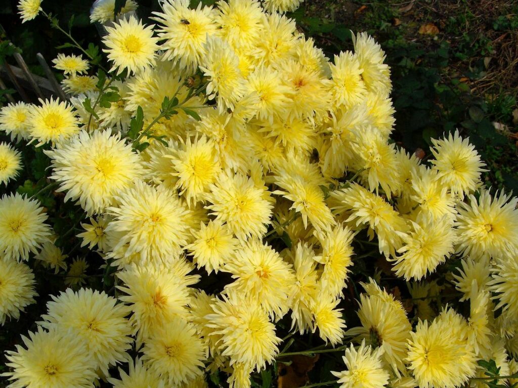Vibrant Yellow Chrysanthemums: Lively Floral Background Wallpaper