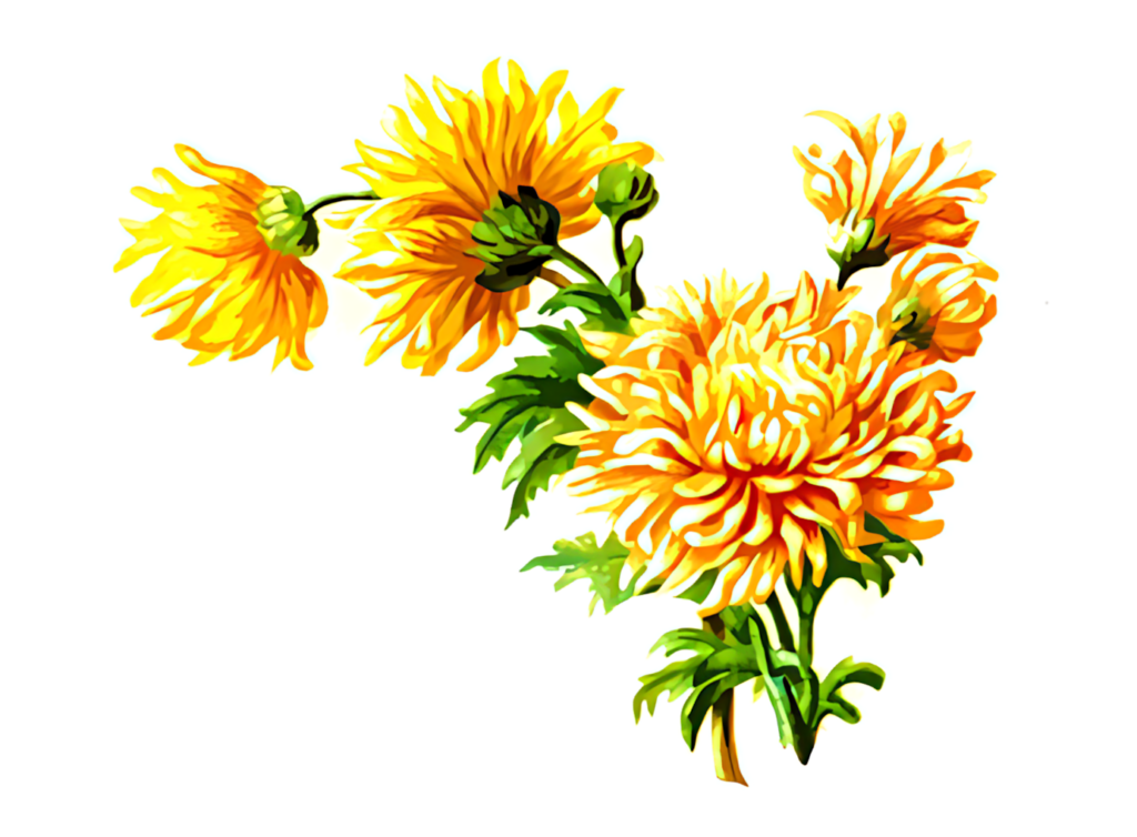 Vibrant Yellow Chrysanthemums: Cheerful Floral Wallpaper Background