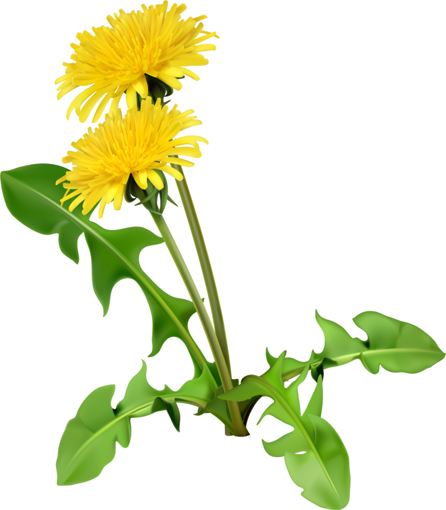 Vibrant Yellow Chrysanthemum Wallpaper Background with Lush Green Leaves