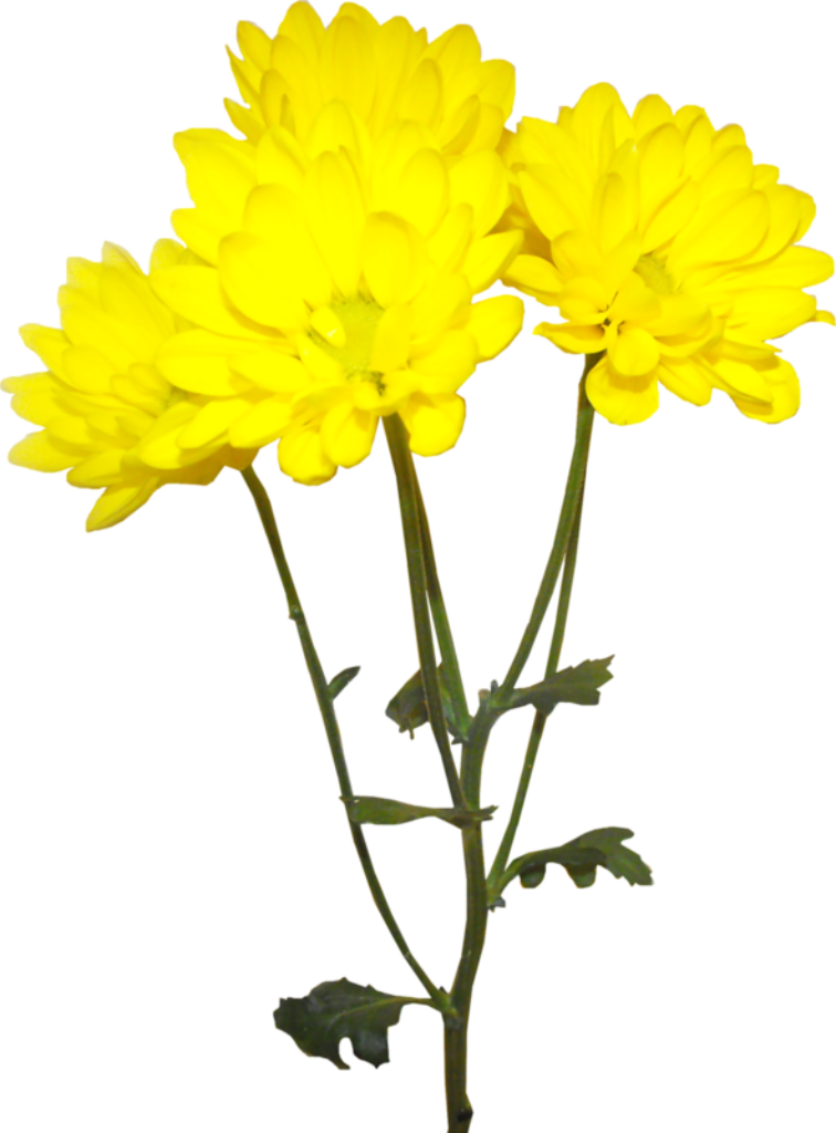 Vibrant Yellow Chrysanthemums Wallpaper - Floral Background Design