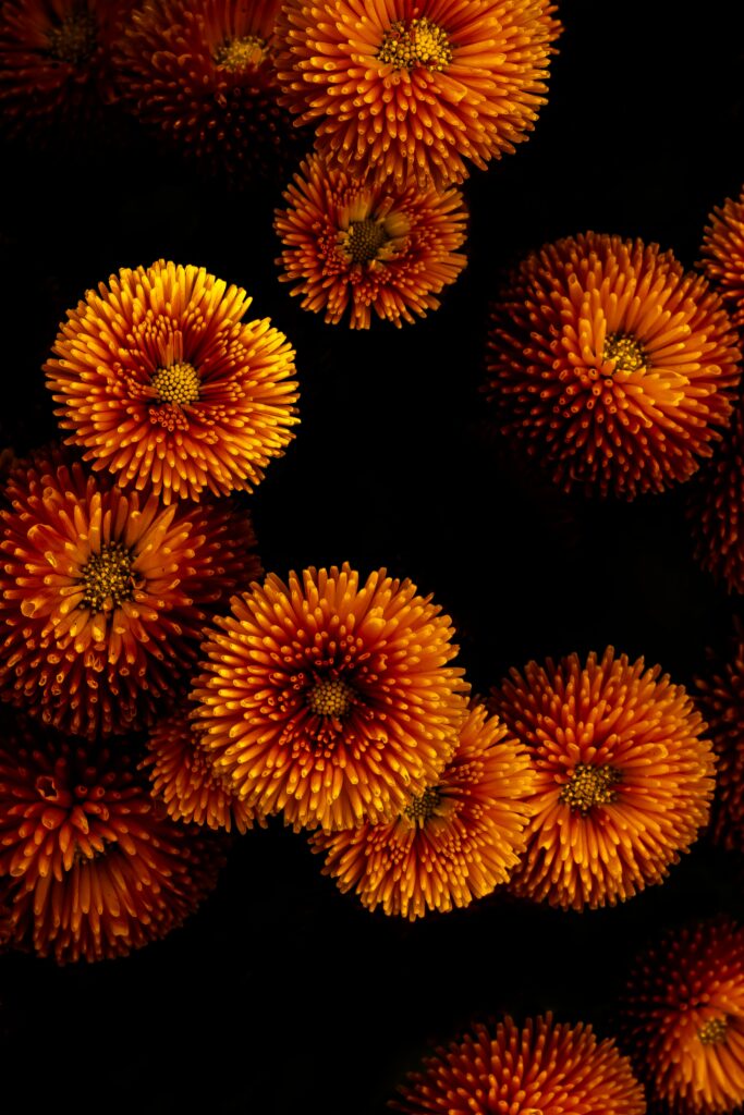 Vibrant Yellow Chrysanthemums Wallpaper on Dark Background