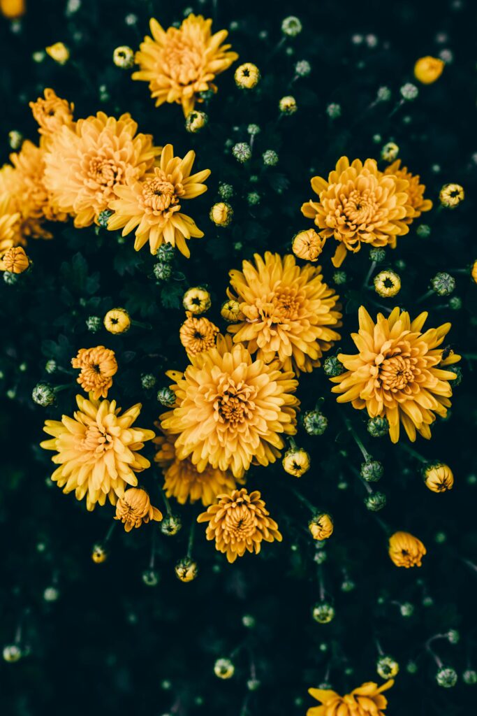 Stunning Yellow Chrysanthemums Wallpaper on Dark Green Background