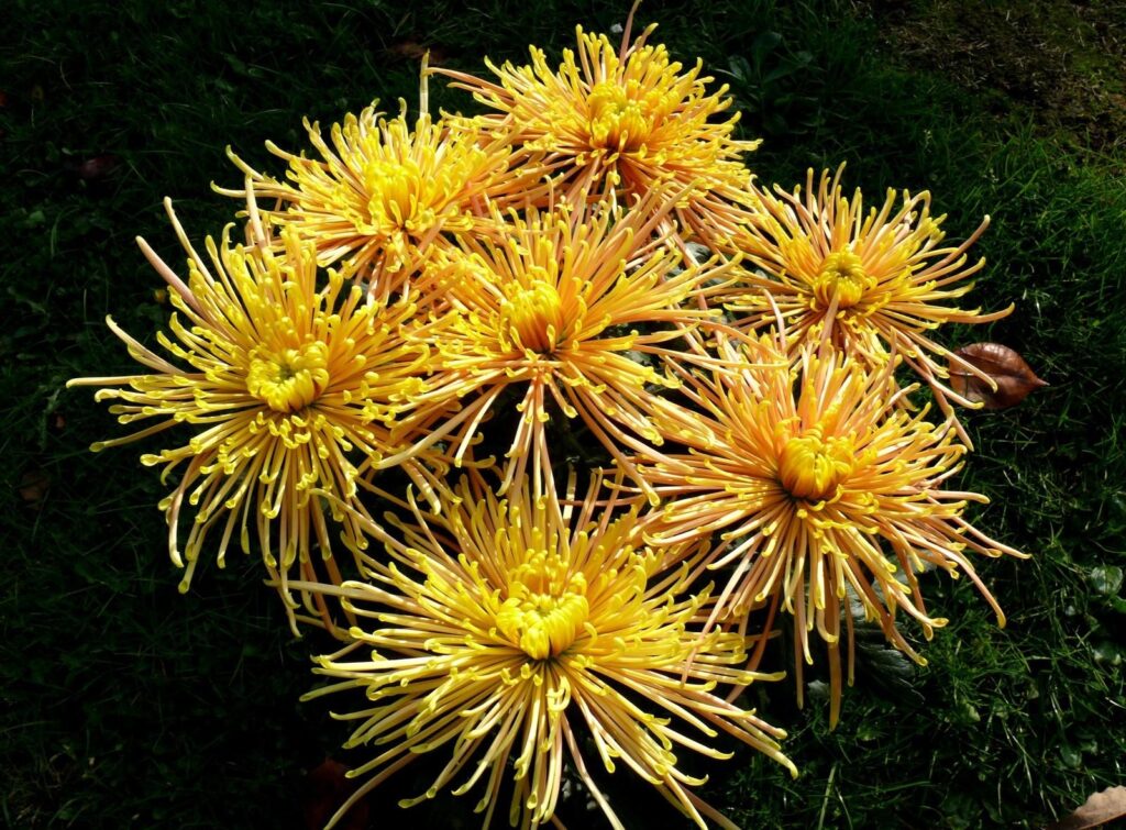 Vibrant Yellow Chrysanthemums Against Lush Green Grass Wallpaper