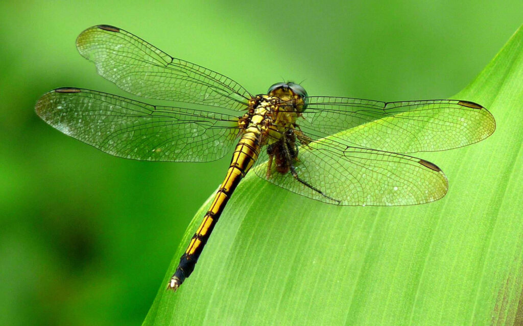 Vibrant Yellow Common Clubtail Dragonfly Wallpaper on Green Leaf
