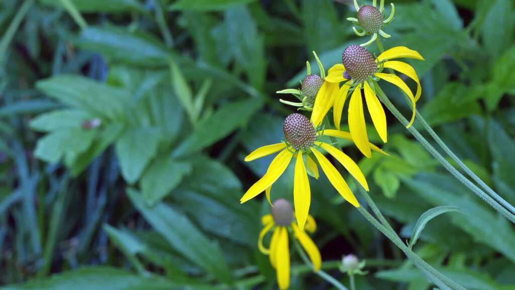 Vibrant Yellow Coneflower Wallpaper Against Lush Green Background