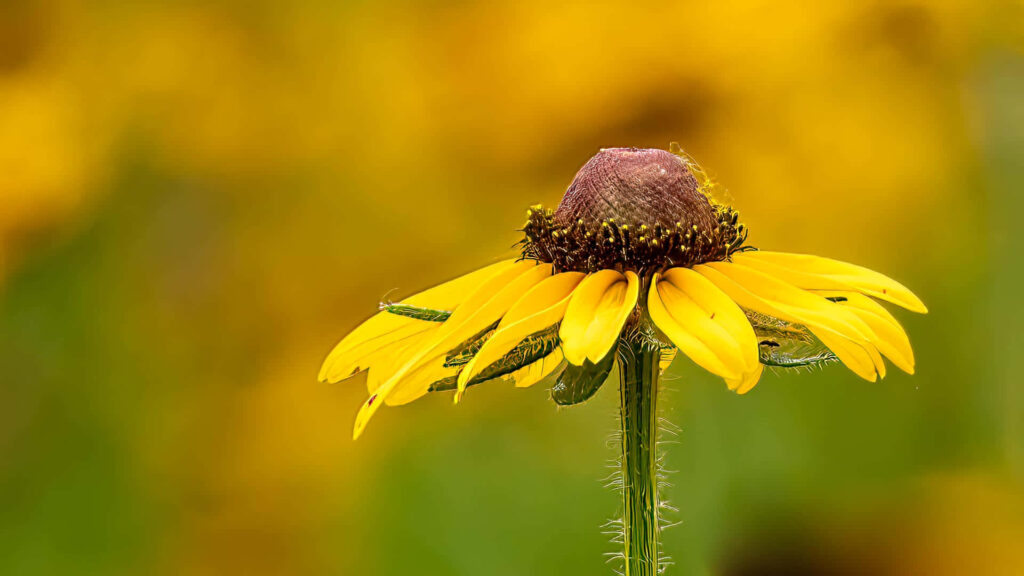 Stunning Yellow Coneflower Wallpaper - Vibrant Nature Background