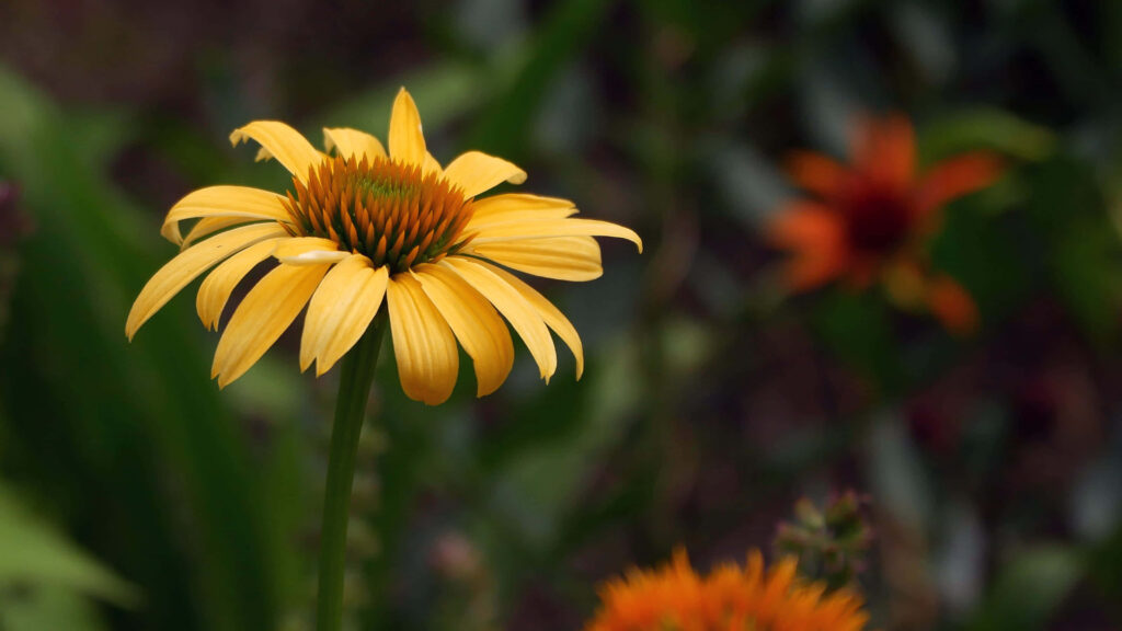 Vibrant Yellow Coneflower in Bloom - Serene Nature Wallpaper