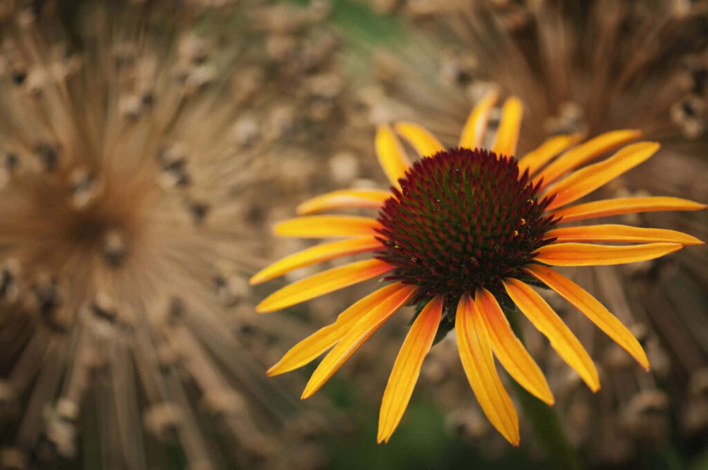 Vibrant Yellow Coneflower Wallpaper: Striking Petals & Textured Background