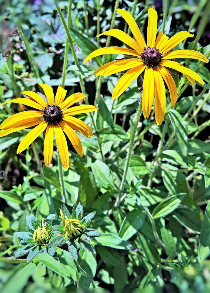 Vibrant Yellow Coneflowers Against Lush Green Background Wallpaper