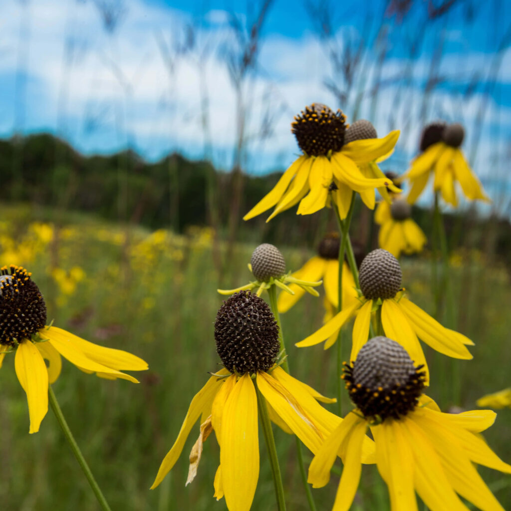 Vibrant Yellow Coneflowers in Bloom Against Green Meadow Background Wallpaper