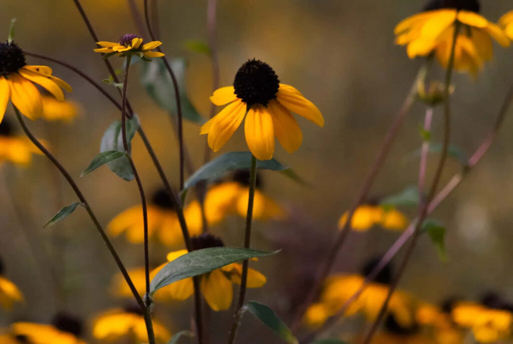 Yellow Coneflowers in Bloom: Vibrant Floral Wallpaper Background