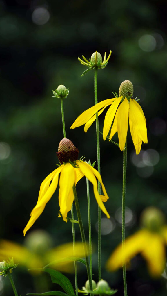 Vibrant Yellow Coneflowers in Bloom on Soft-Focus Dark Green Background Wallpaper