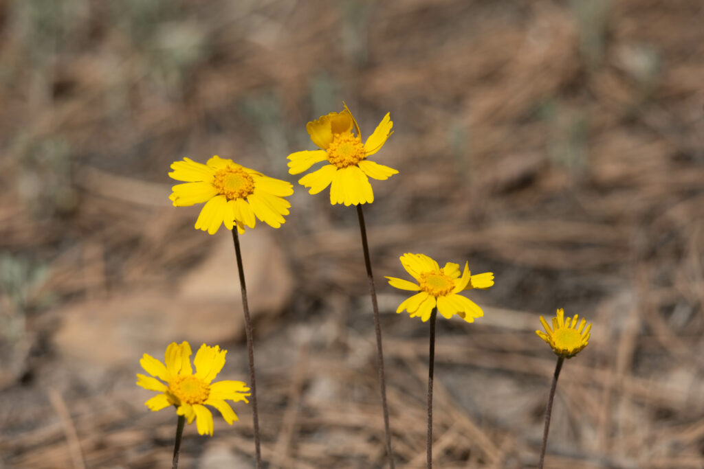 Vibrant yellow coreopsis wildflowers close up with soft blurred earthy background wallpaper