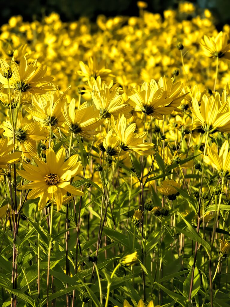 Cheerful Yellow Coreopsis Wallpaper - Summer Sunshine Background
