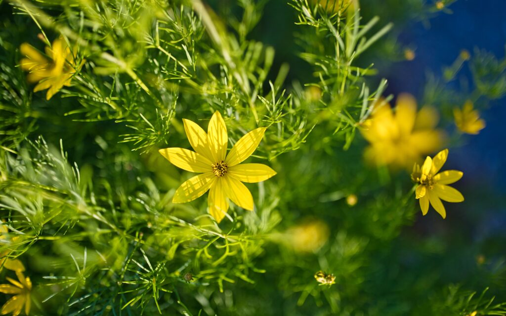 Vibrant Yellow Coreopsis Flowers in Sunlit Garden Wallpaper