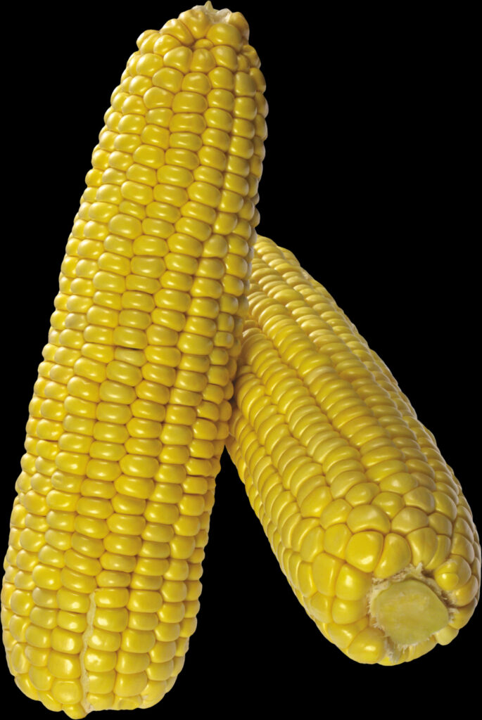 Vibrant Wallpaper of Fresh Yellow Corn Cobs with Golden Kernels