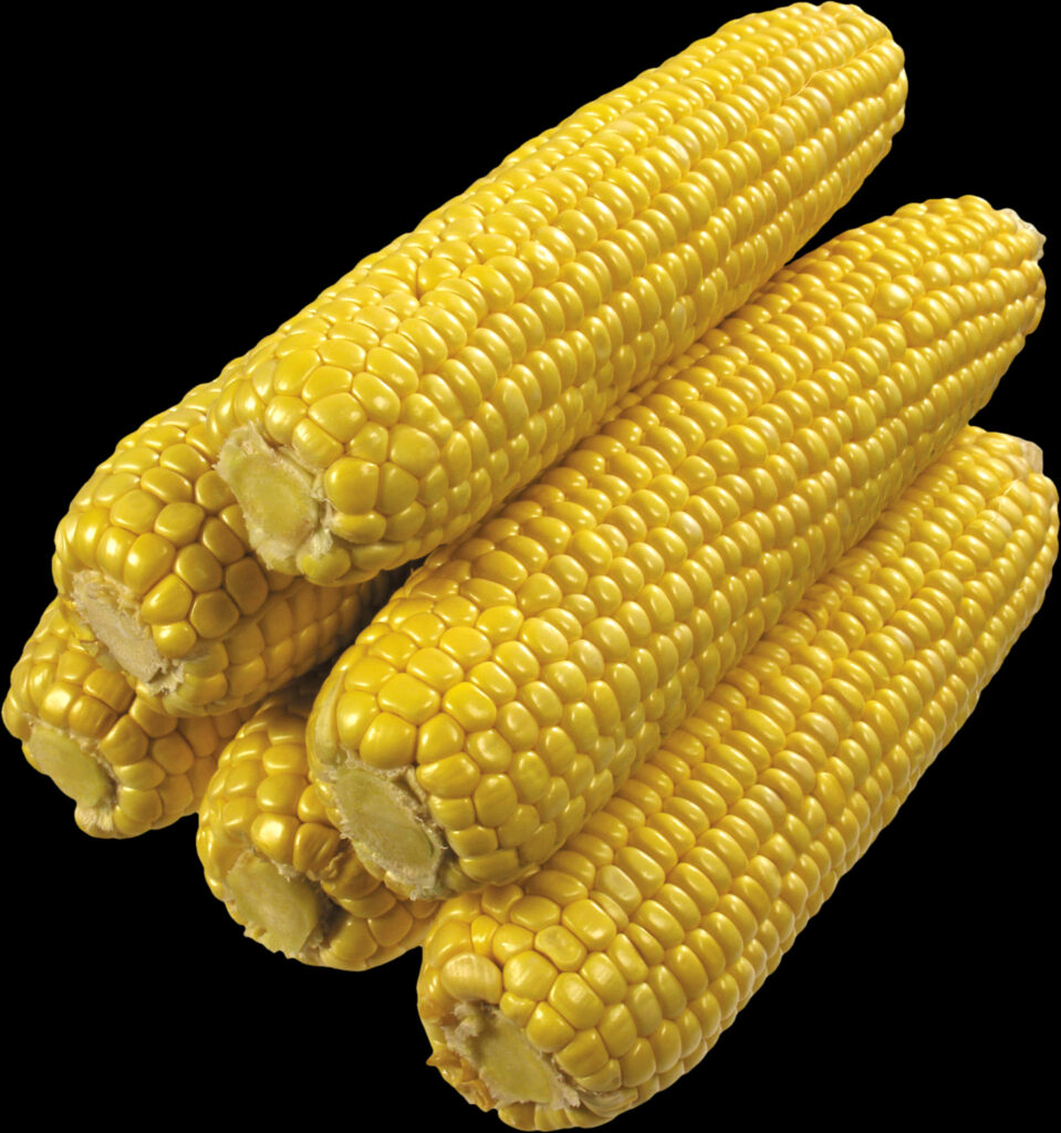 Vibrant Yellow Corn Cobs Wallpaper: Rich Golden Kernels & Texture