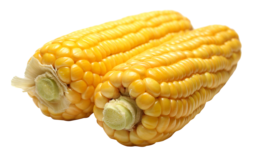 Vibrant Yellow Corn Cobs Wallpaper: Fresh, Detailed, and Textured