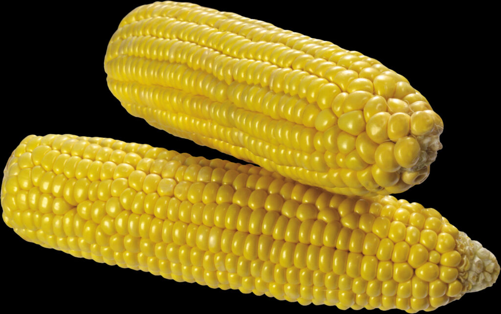 Fresh Yellow Corn Cobs: Vibrant Wallpaper on Black Background