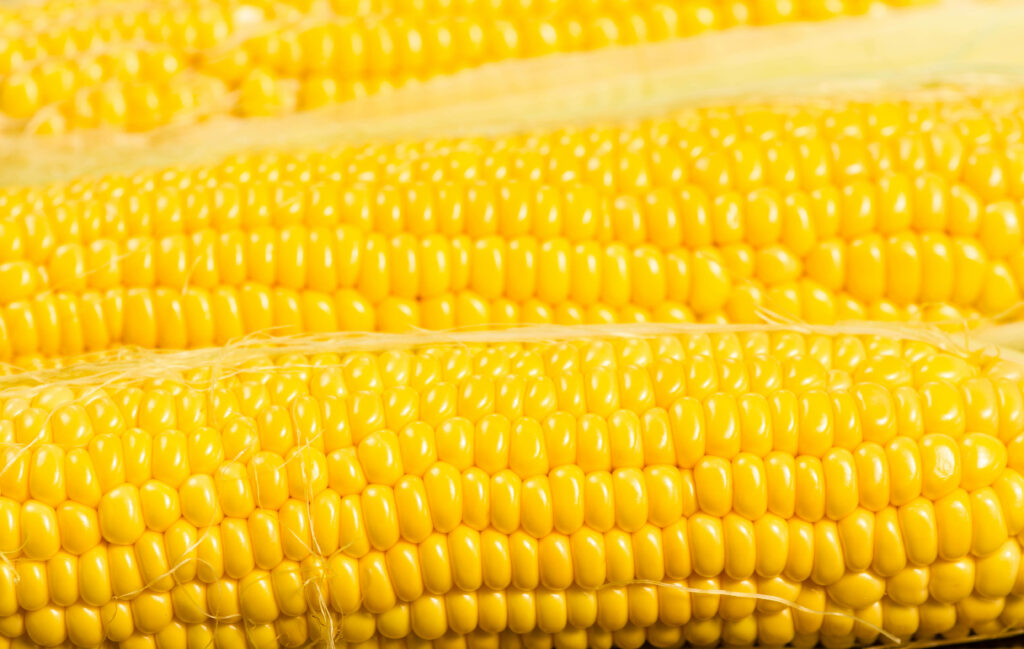Bright Yellow Corn Kernels: Cheerful Laptop Wallpaper Background