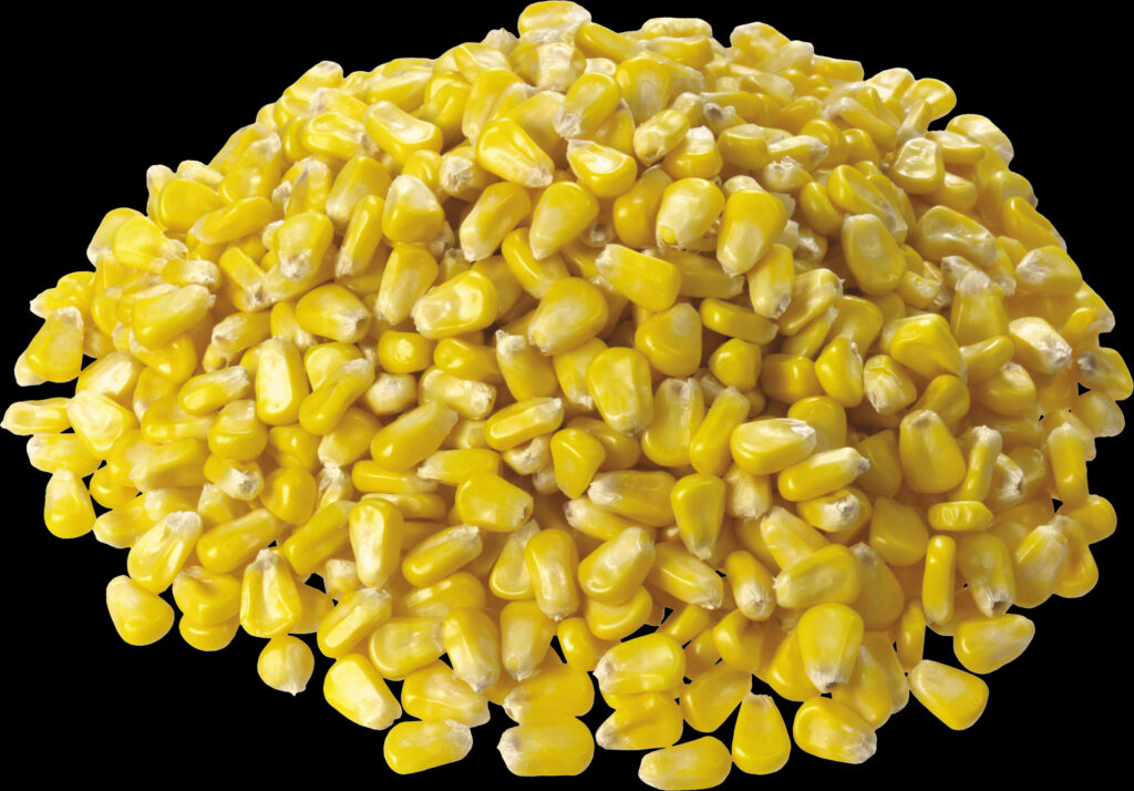 Vibrant Yellow Corn Kernels PNG - Realistic Wallpaper Background