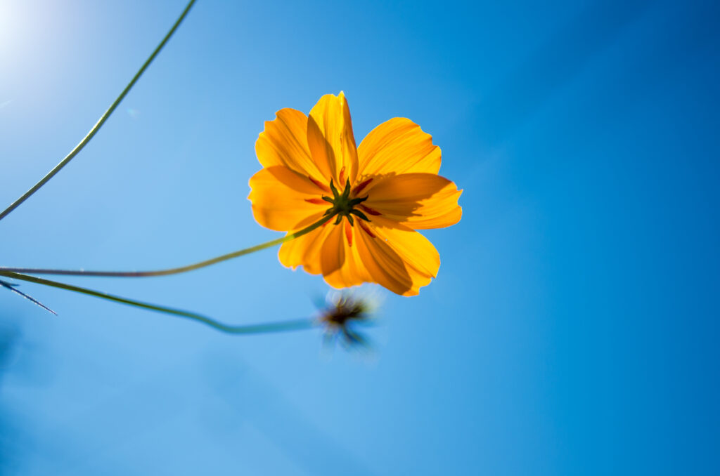 Vibrant Yellow Cosmos Flower Against Clear Blue Sky - Serene Background Wallpaper