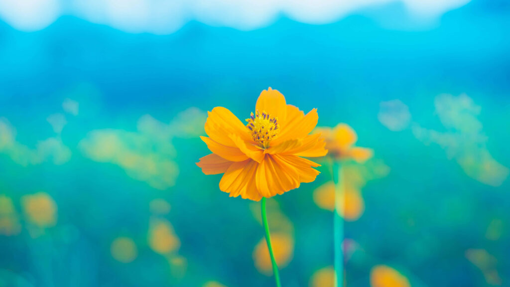 Vibrant 4K Yellow Cosmos Flower Wallpaper on Blurred Blue-Green Background