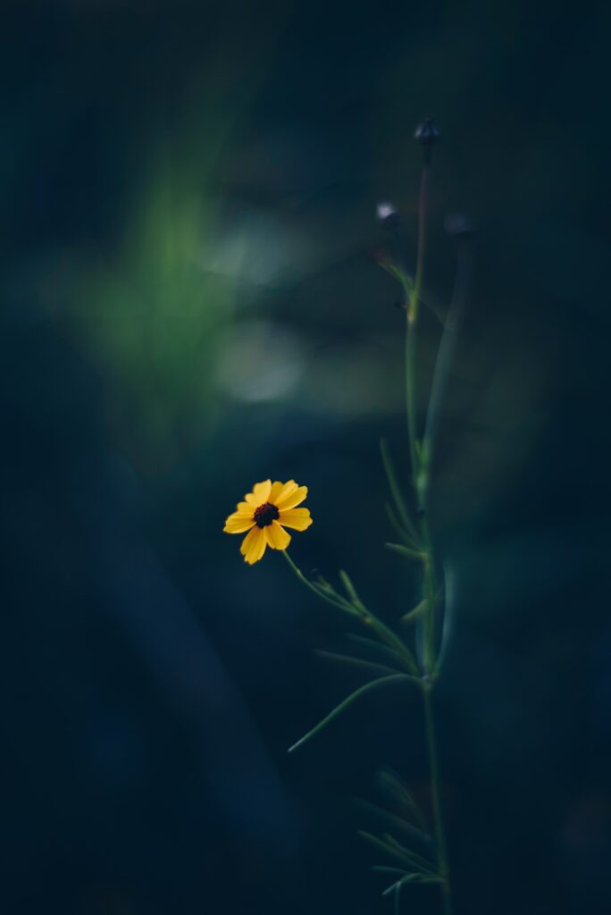 Vibrant Yellow Cosmos Flower with Blurred Background - Dreamy Wallpaper