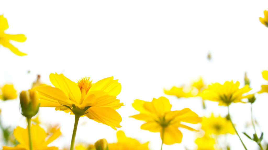 Vibrant Yellow Cosmos Flowers Desktop Wallpaper - Uplifting Background