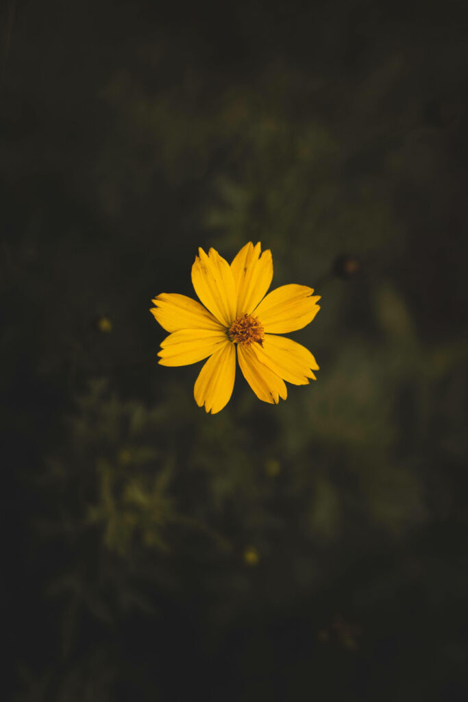 A Captivating Yellow Cosmos Blossom Immersed in a Dreamy Phone Background Wallpaper