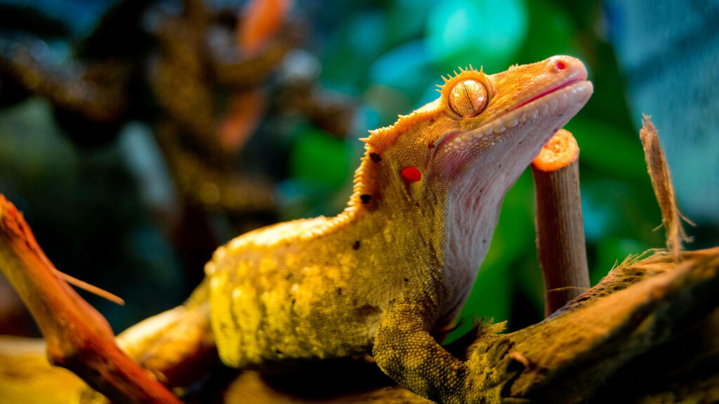 Close-up of vibrant yellow-crested gecko on branch showcasing textured skin and natural habitat Wallpaper