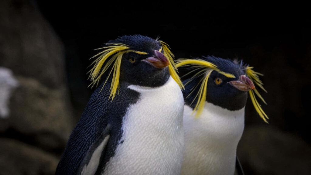 Vibrant Yellow-Crested Rockhopper Penguins Wallpaper - Unique Background